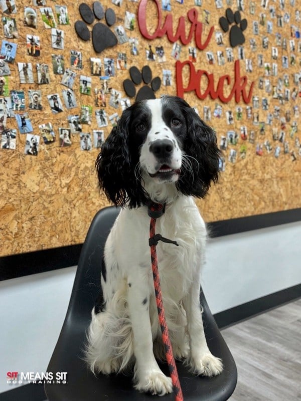 dog sitting on a chair