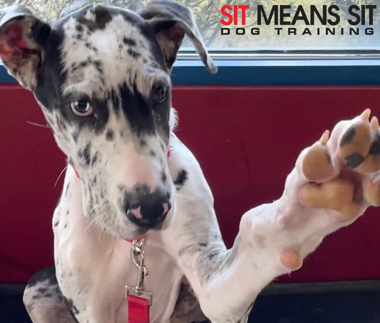 dog with paw up