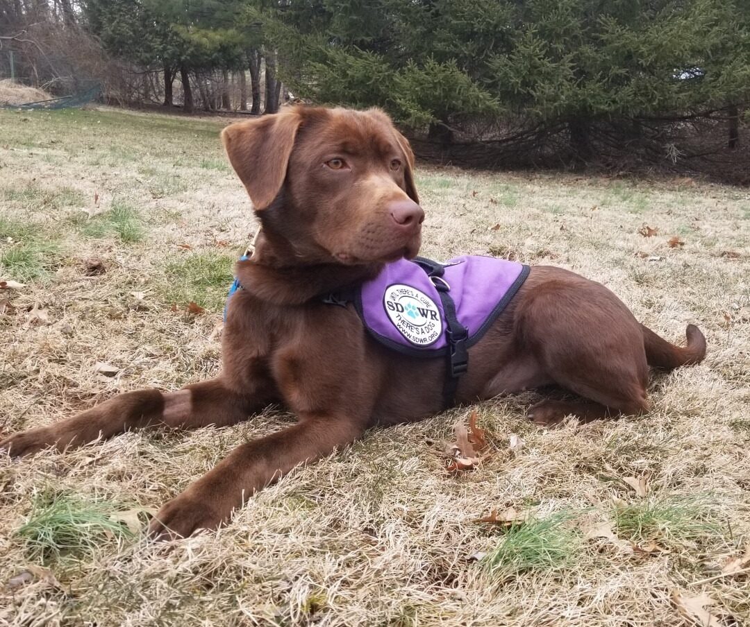 Labrador laying down in grass without leash