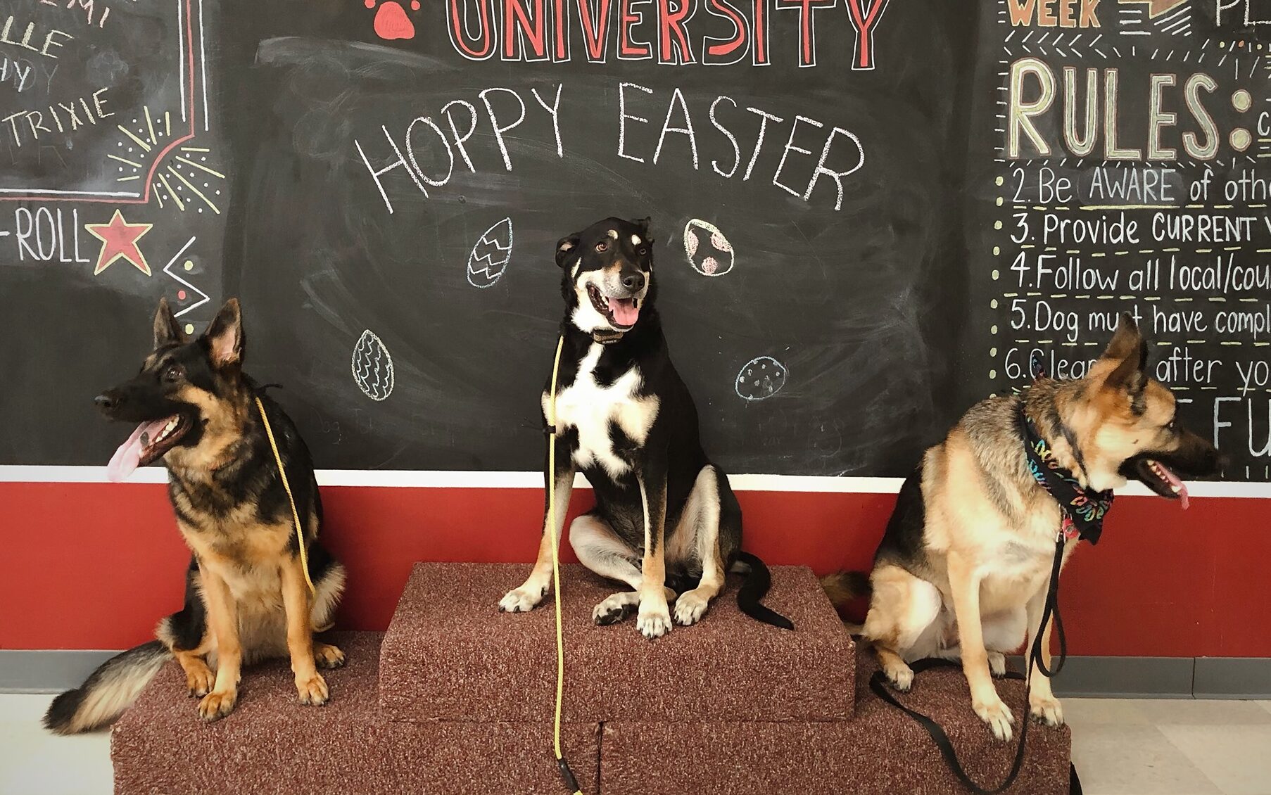 Group of dogs posing on stairs at group class