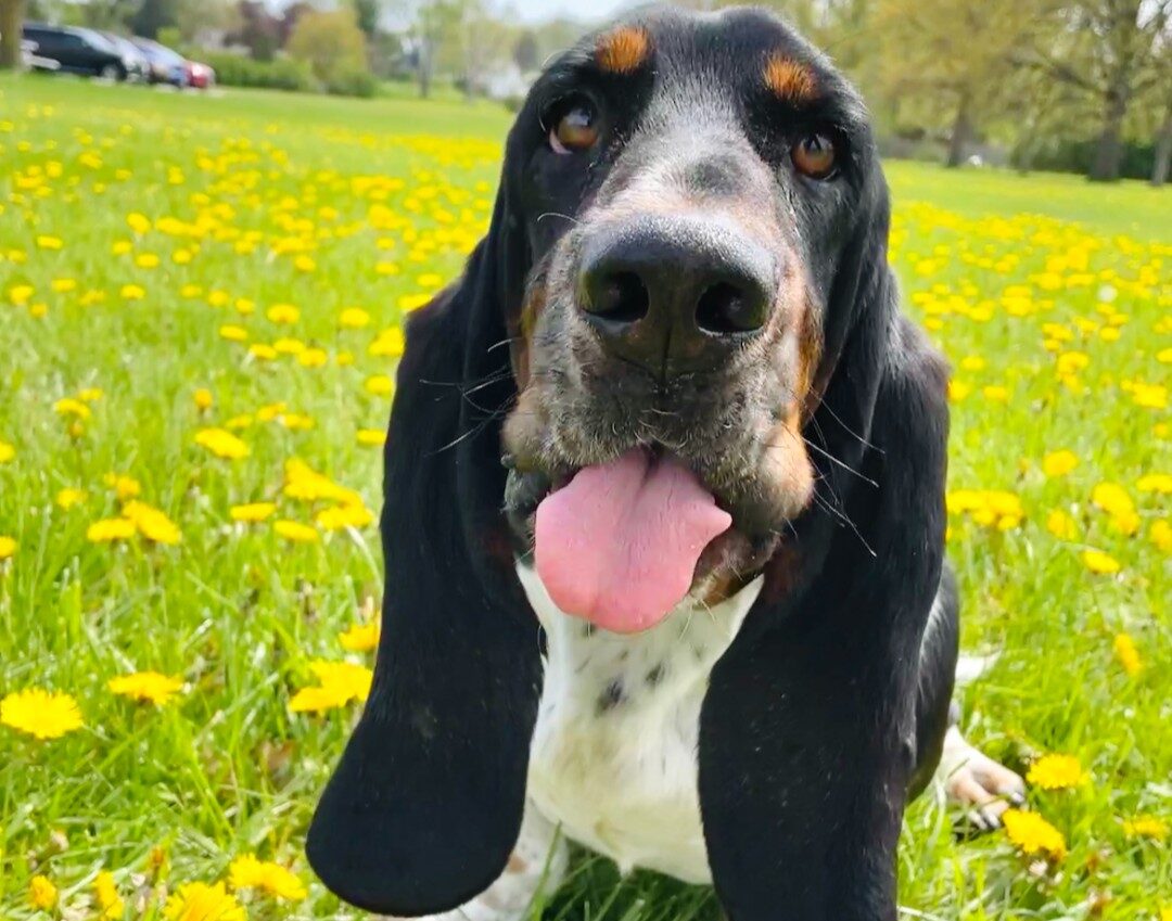Hound dog with tongue out