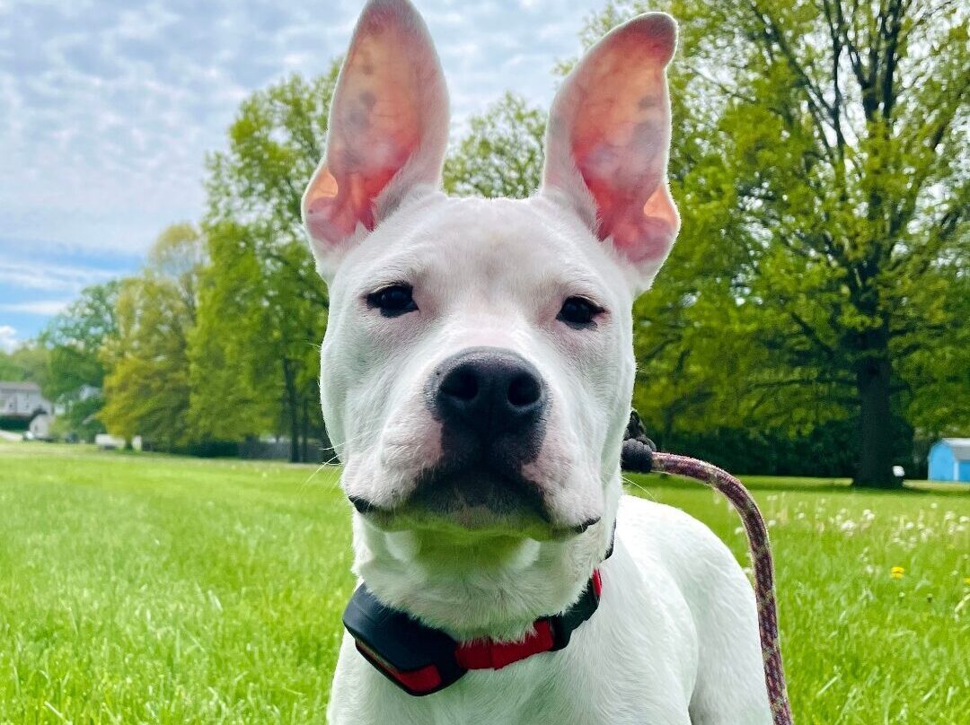 white dog with ears up