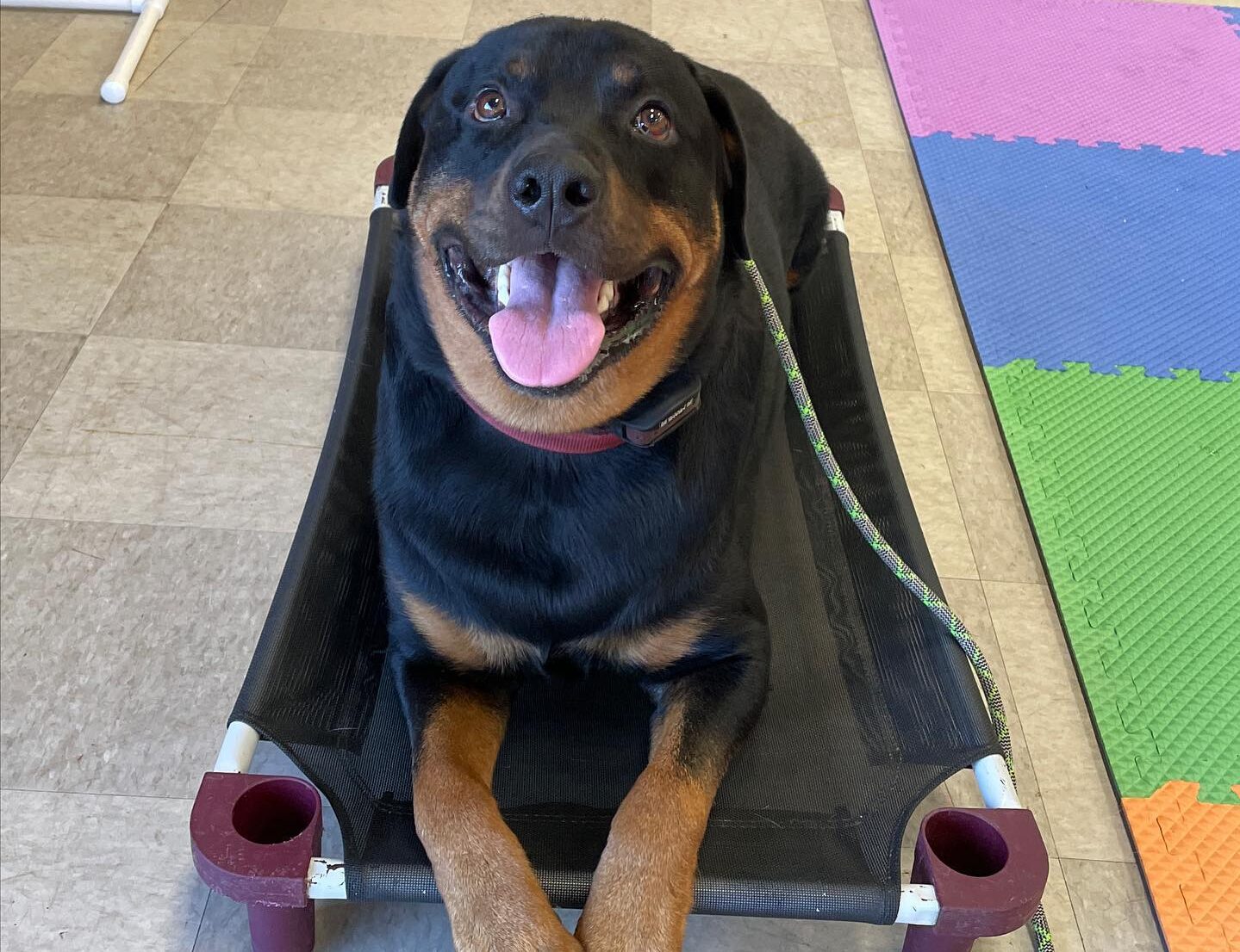 Dog placing at training class