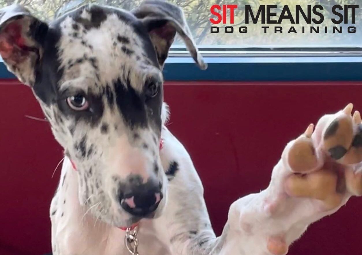 dog giving paw