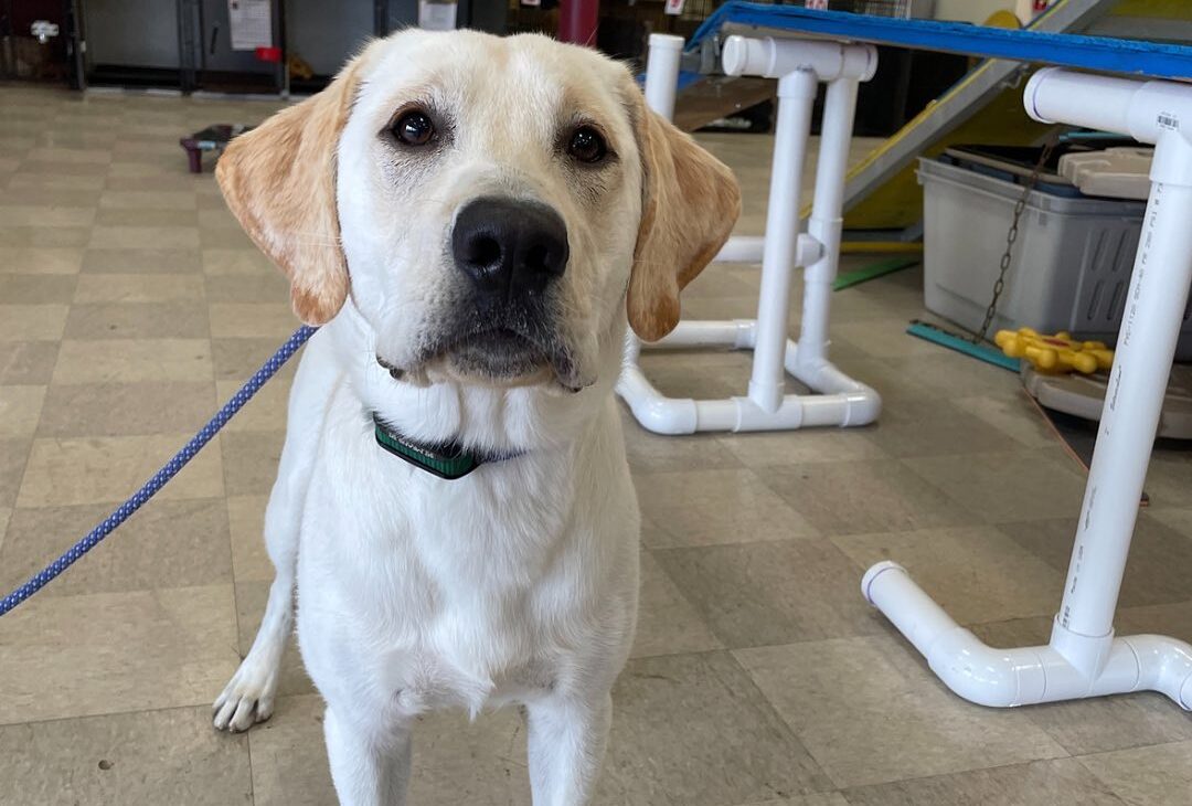 Dog on leash at dog training class