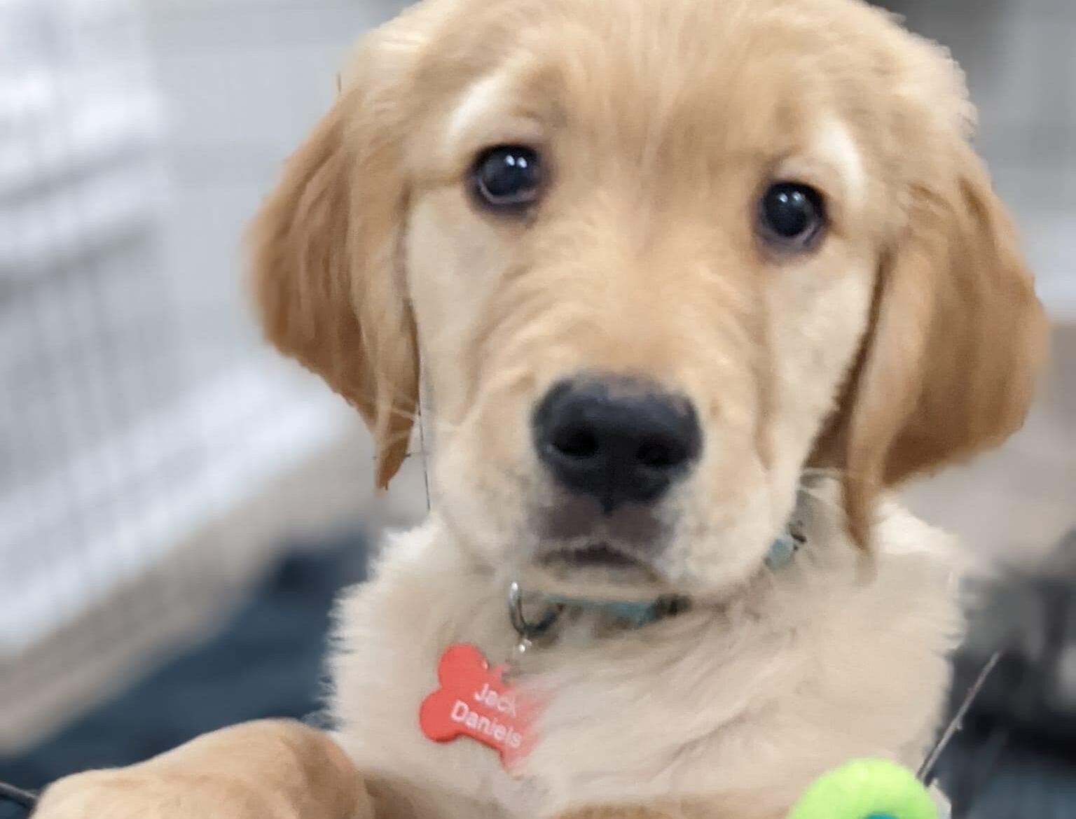 Golden retriever puppy looking at camera