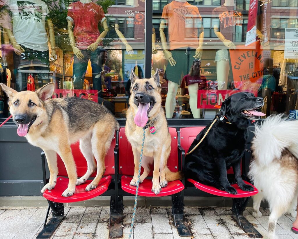 3 Dogs Placing Outside SMS Cleveland
