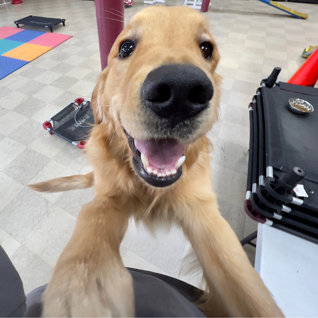 Golden retriever on hind legs with smiling