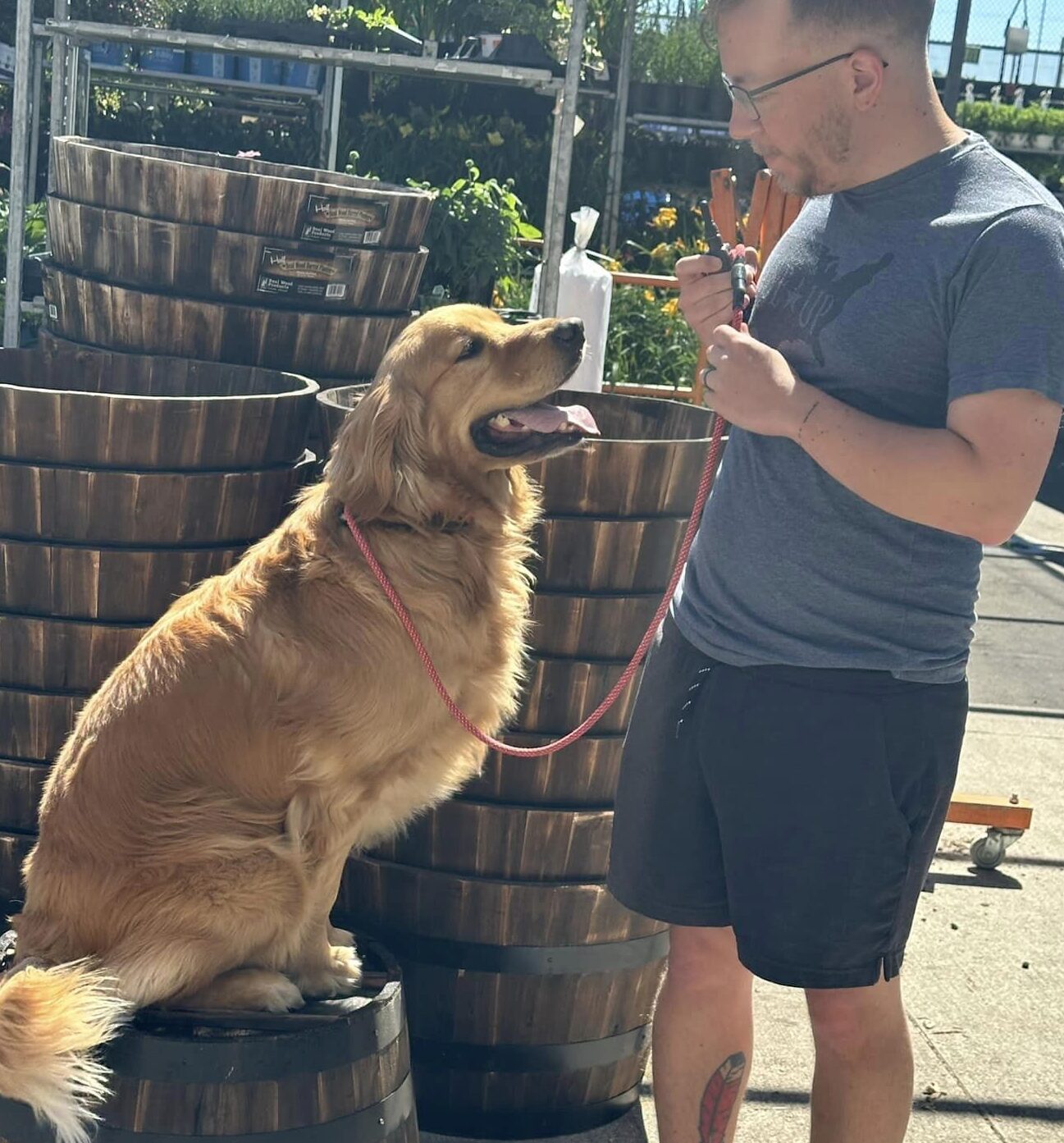 Dog Trainer with golden retriever placing on barrel
