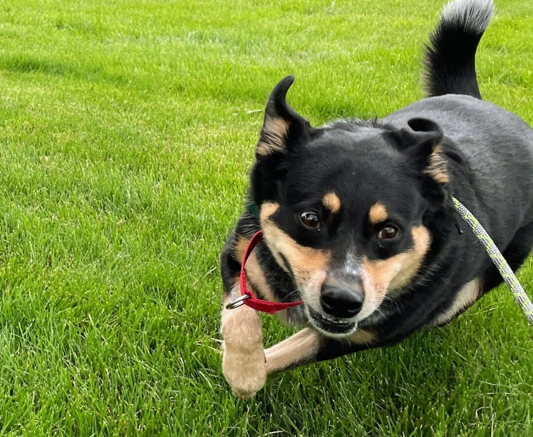 Dog with zoomies outside