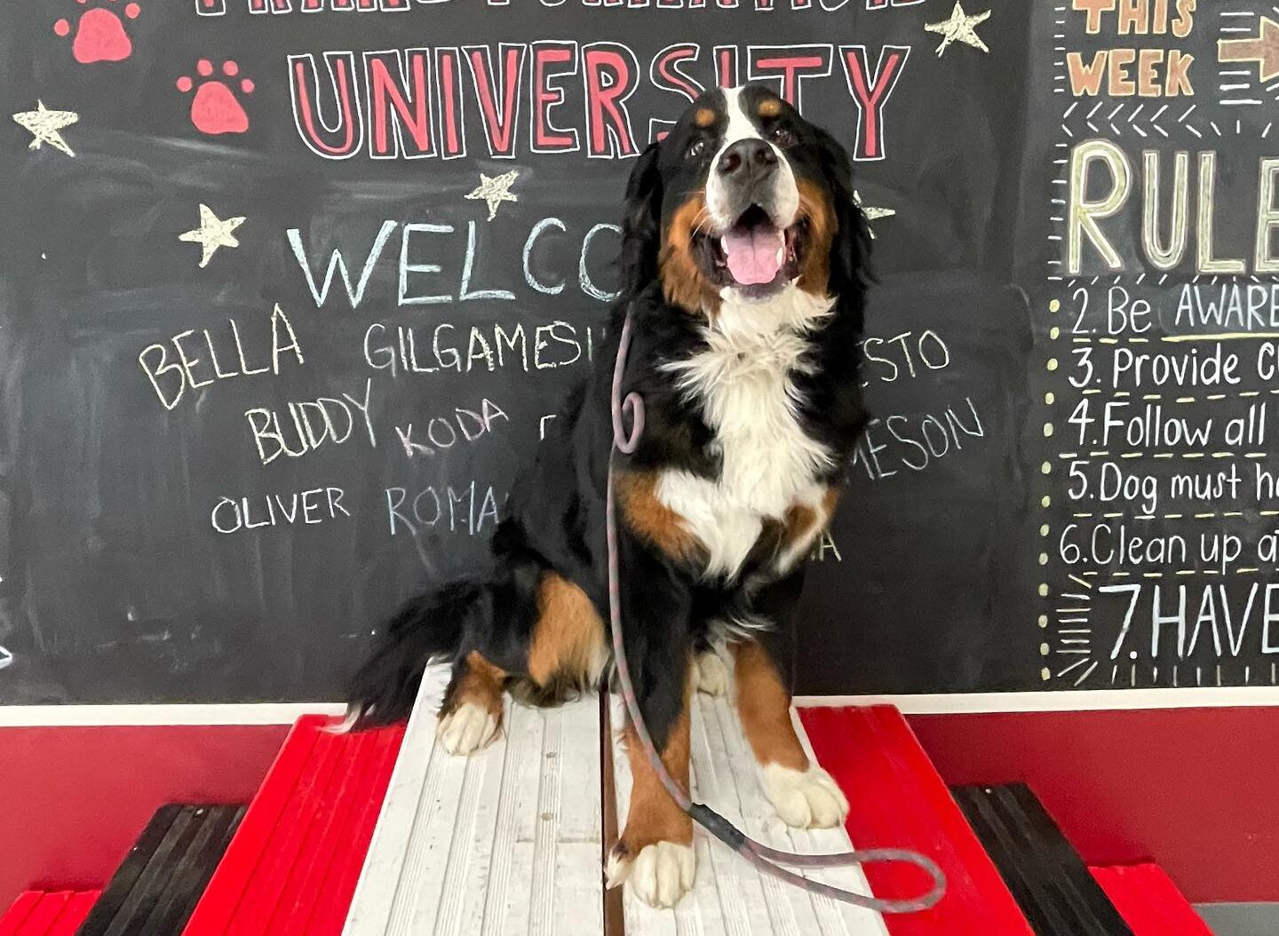 Bernedoodle posing at class