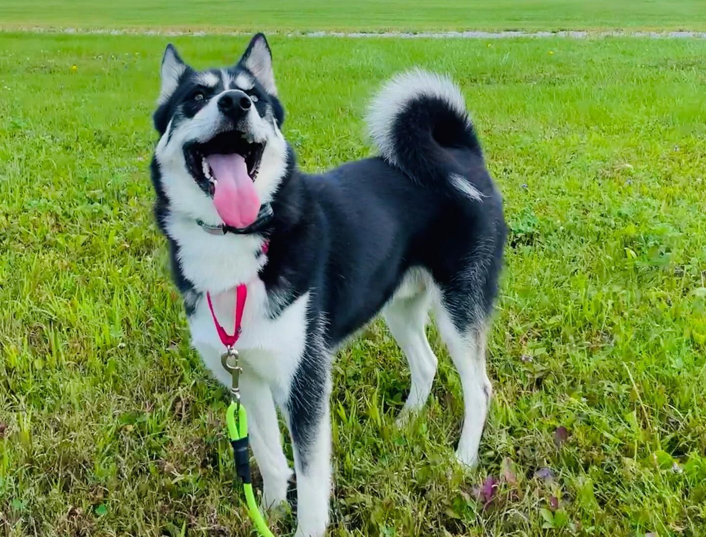 Husky outside with tongue out