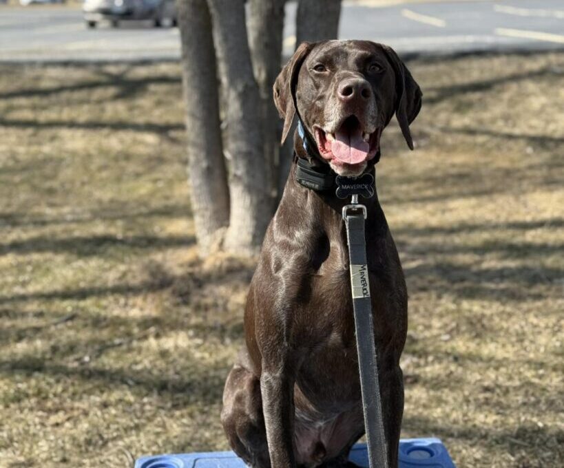 Dog placing at the park