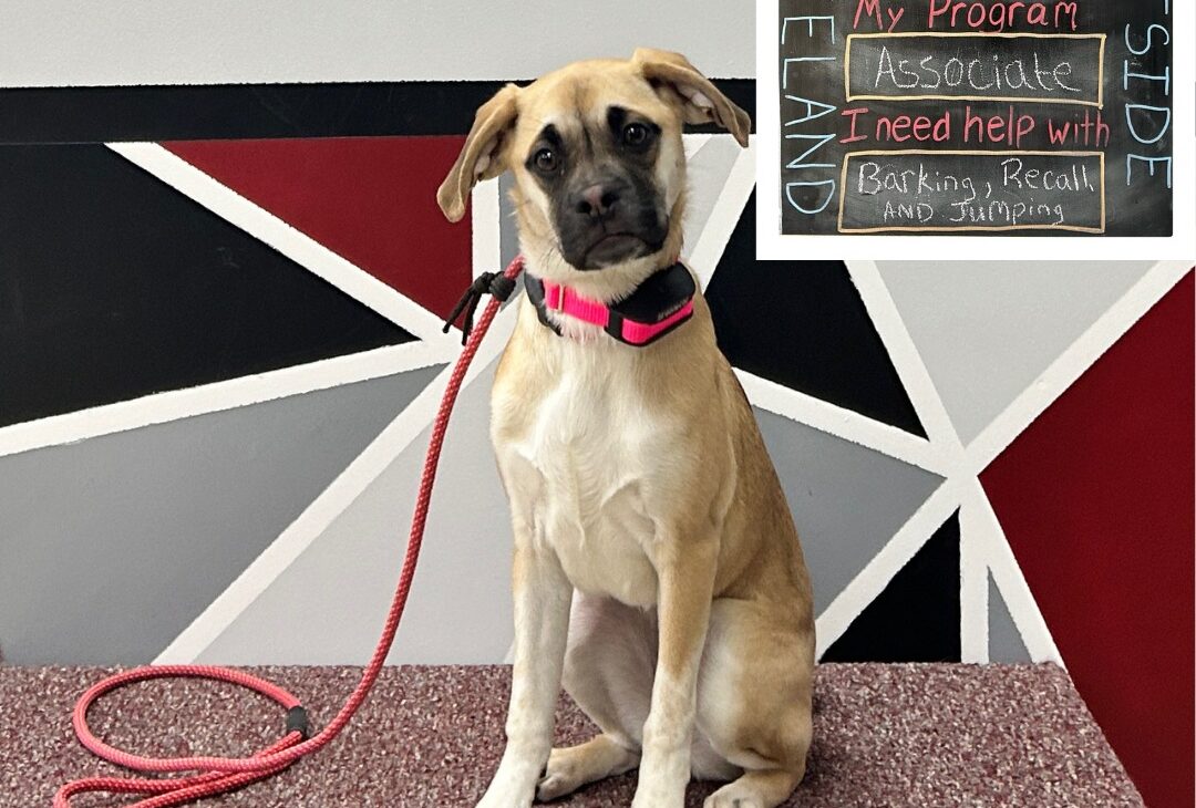 Puppy starting first day of training with Sit Means Sit