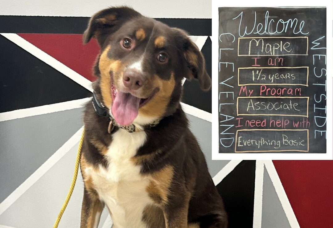 Dog posing with tongue out at Cleveland SMS facility