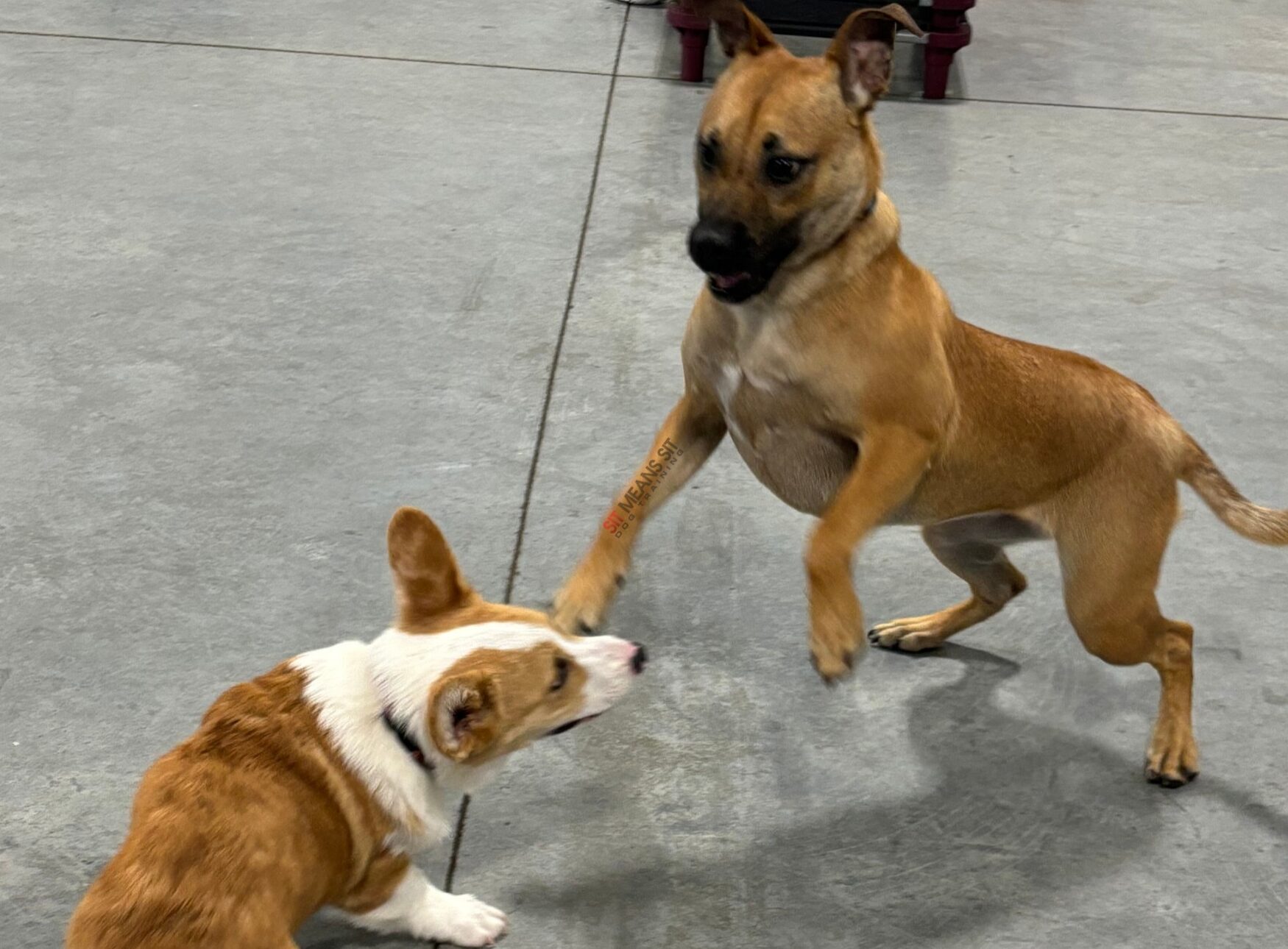 Two dogs playing with each other