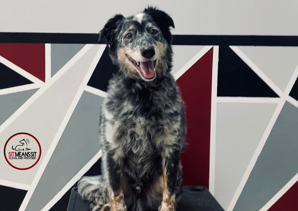 dog on a platform