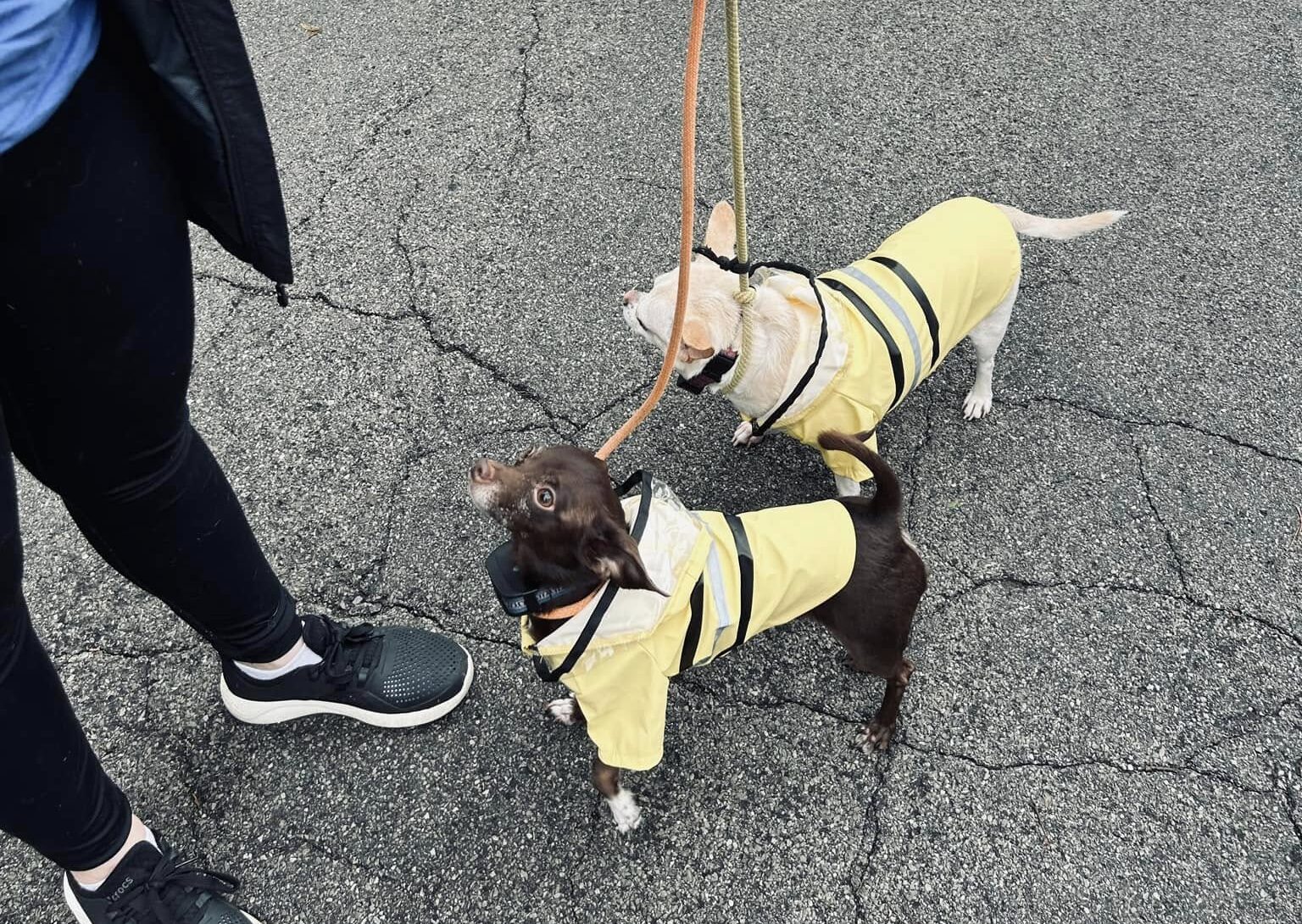 Dogs practicing socialization outside