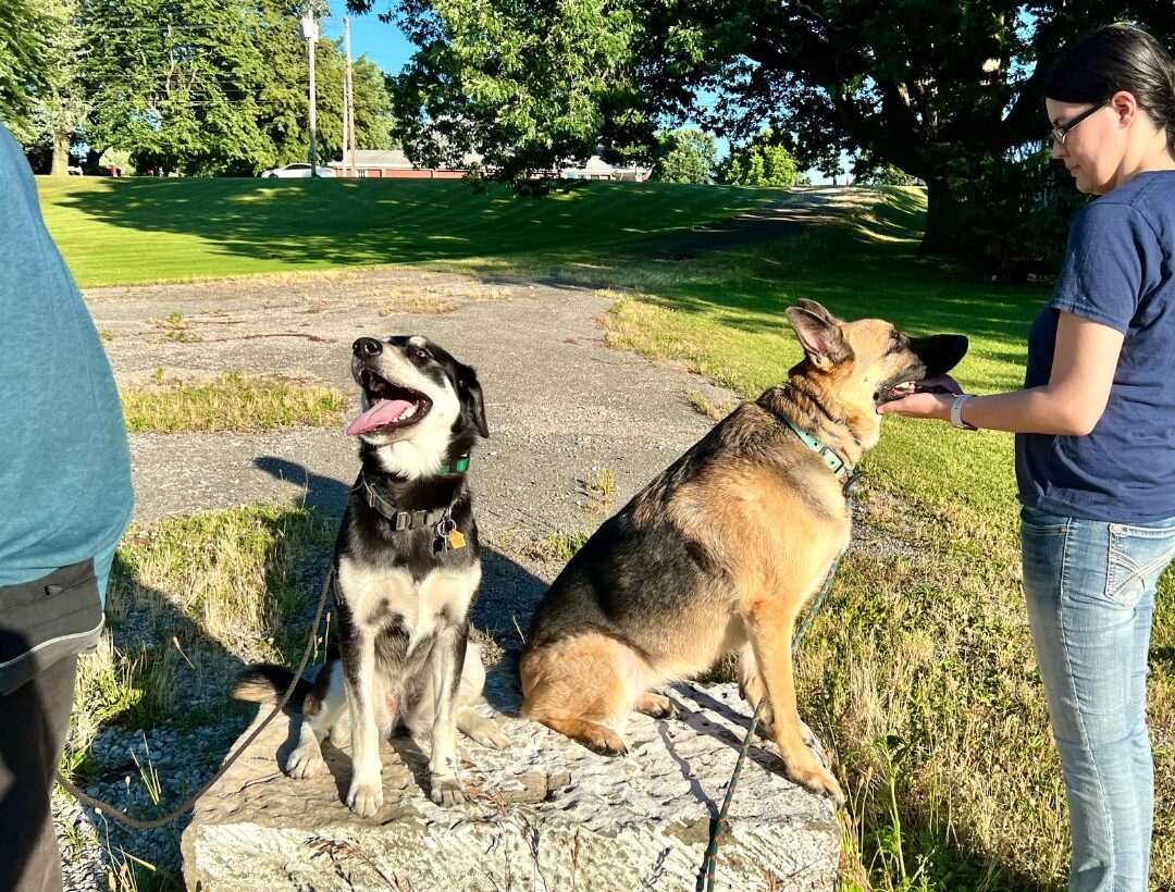 Two dogs placing at park with dog trainer