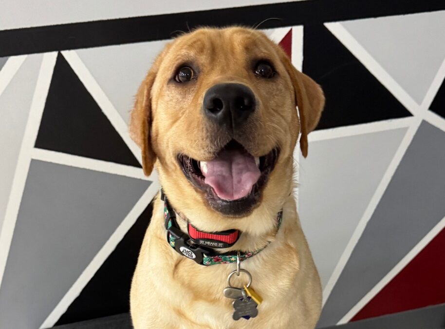 Dog smiling at Cleveland Westside facility
