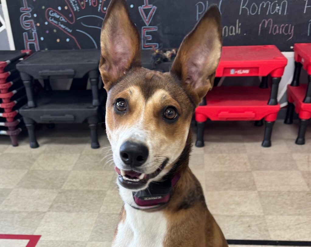 Dog smiling at 1:1 training