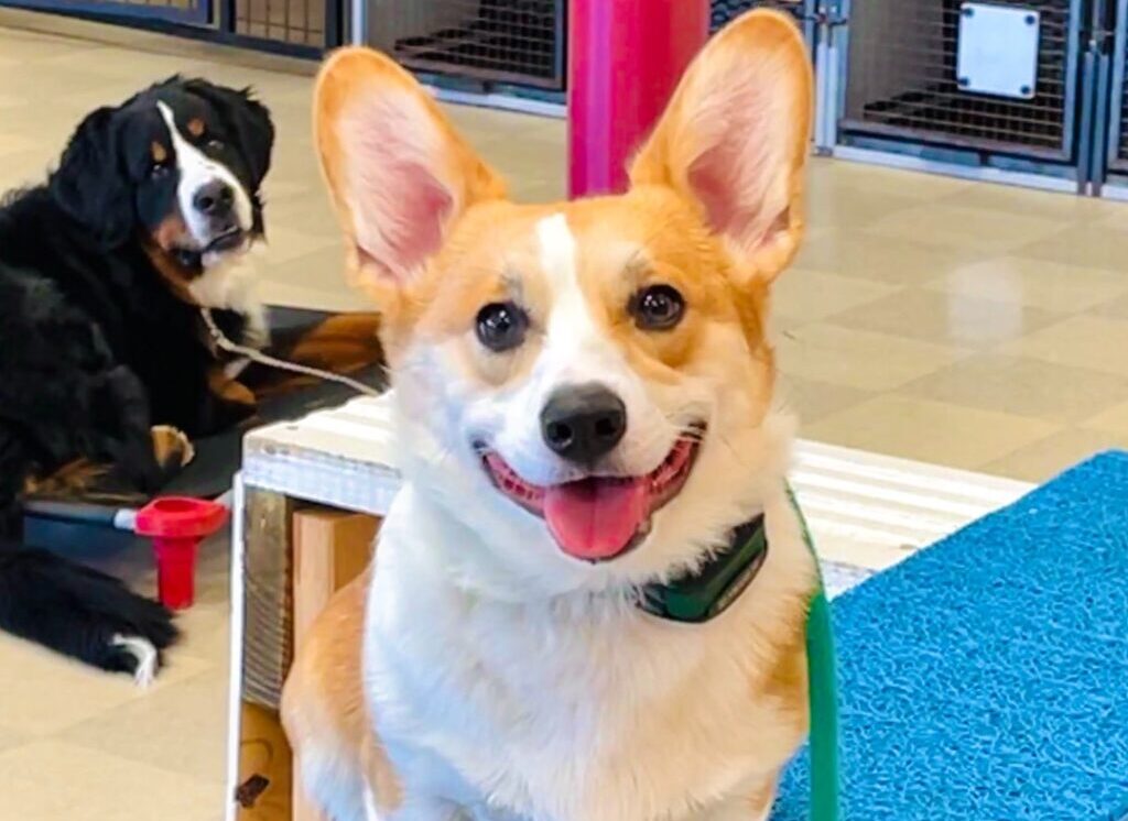 corgi smiling