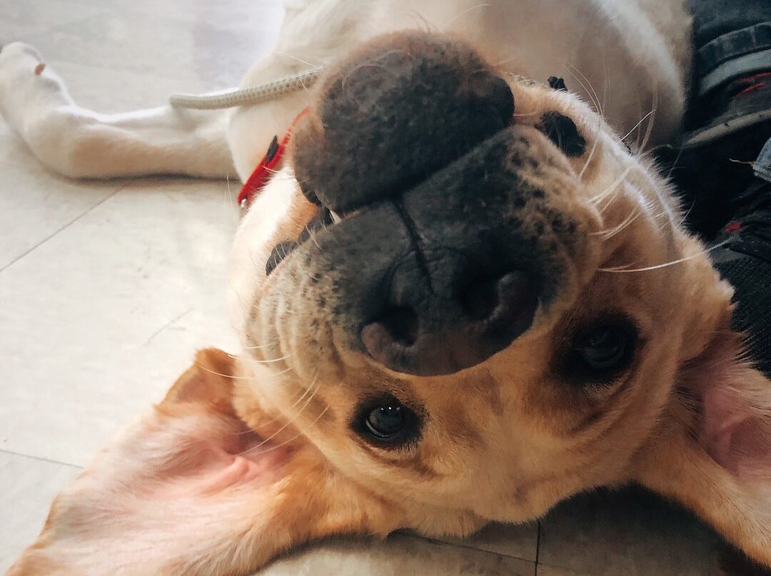 dog laying on his back