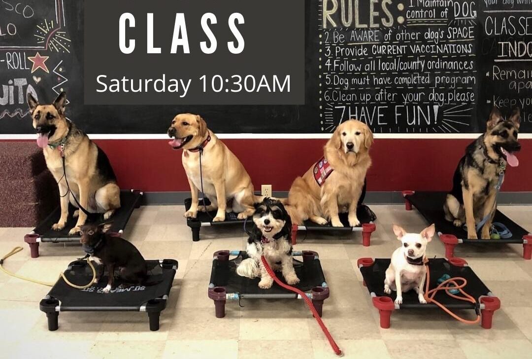 Dogs placing at group training class