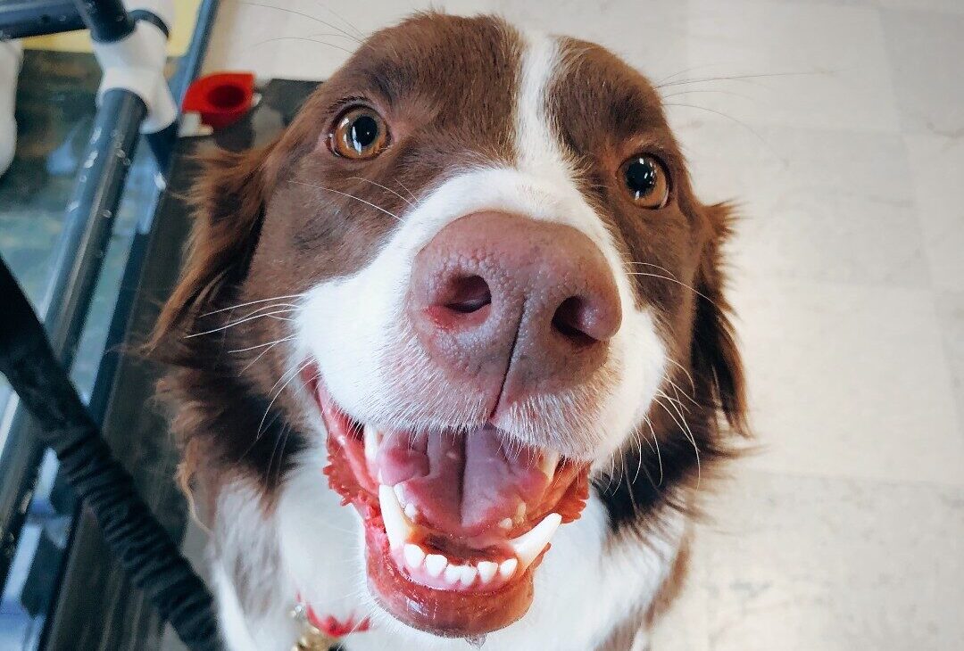 Dog smiling