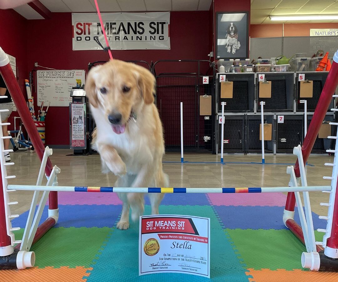 Golden retriever jumping over hurdle