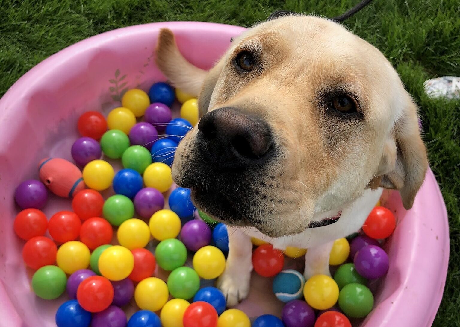 lab in a ball pit