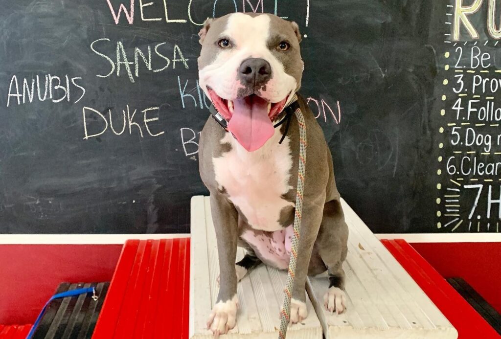 Pitbull on a pedestal at SMS Cleveland Westside