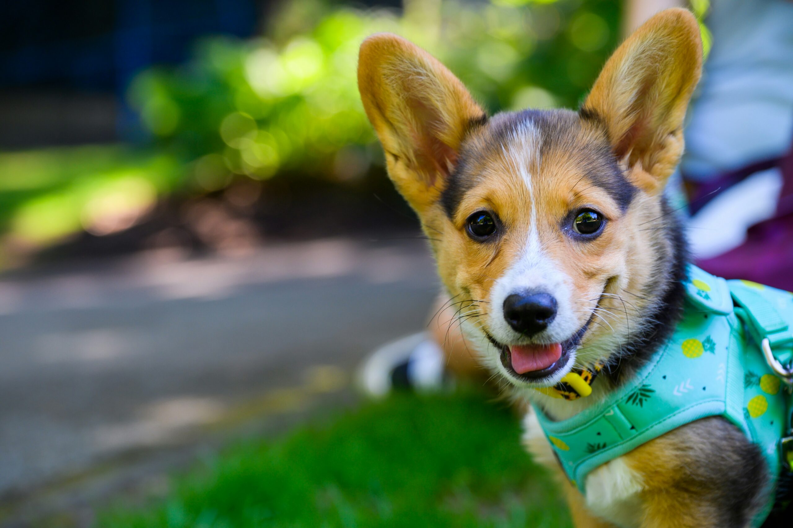 Corgi puppy smiling