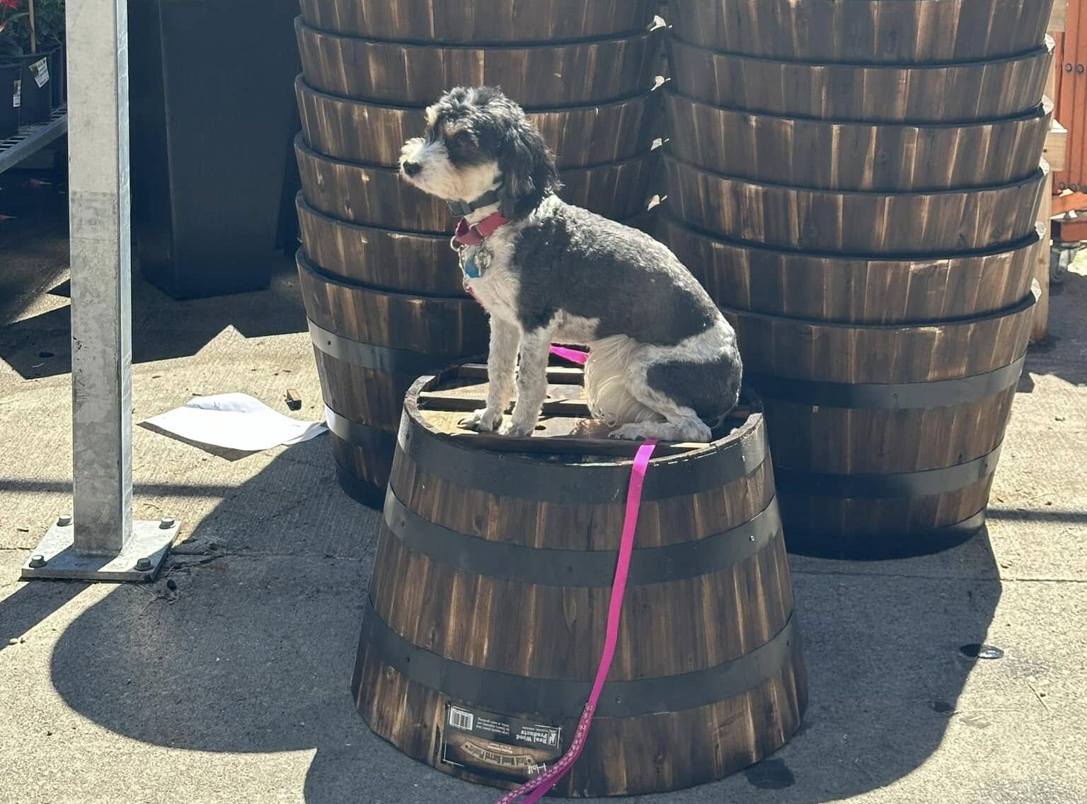 Dog placing in public at home depot