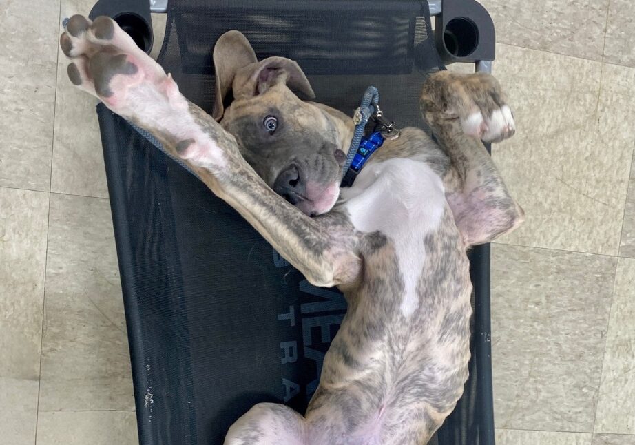 Dog laying on back