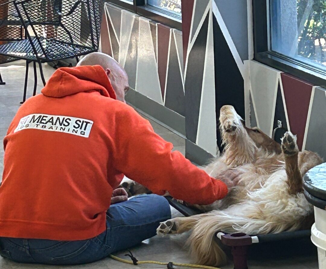 Sit means sit dog trainer giving belly rubs to dog