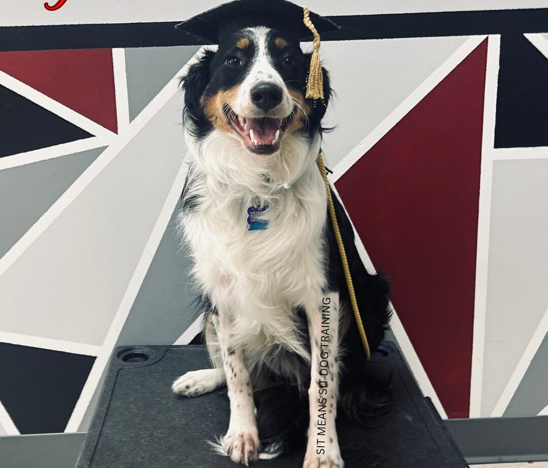 Dog graduating from training class, with graduation cap on