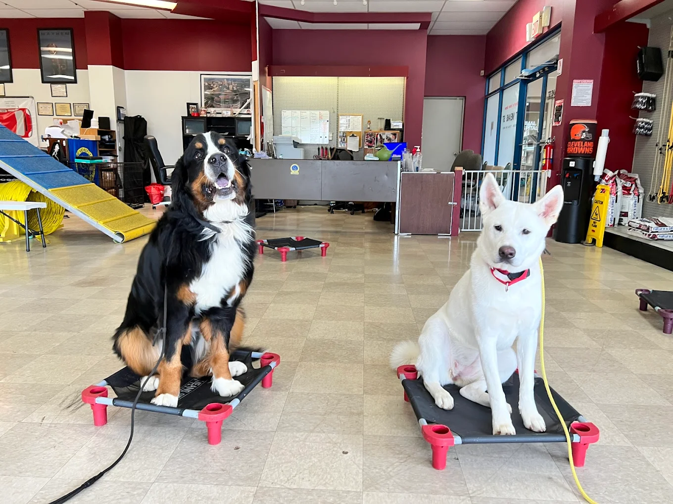 Two dogs placing on mats during training