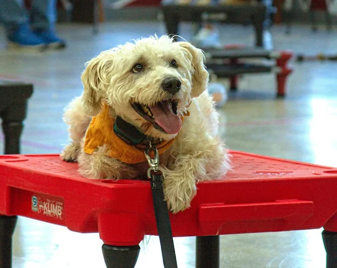 Dog placing during training