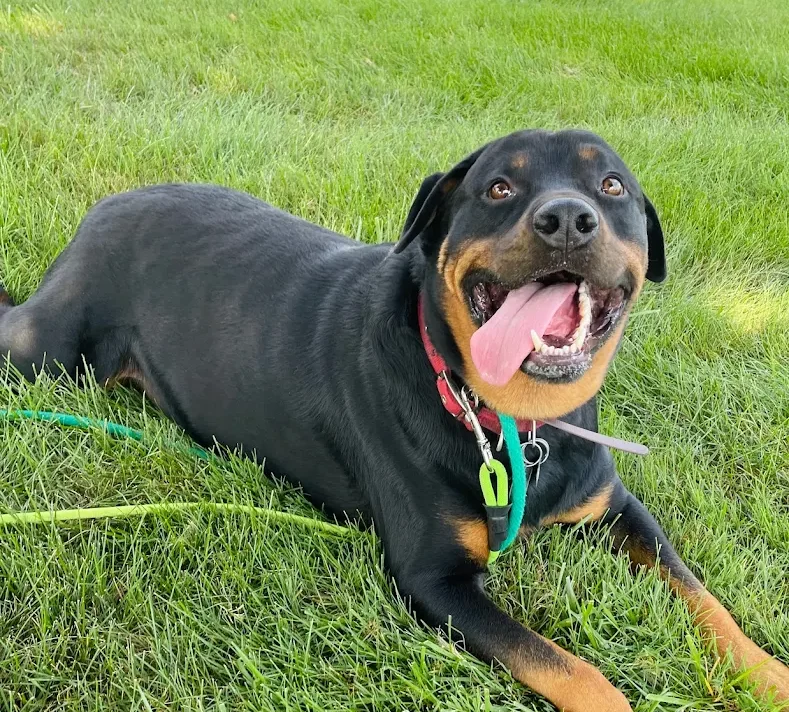 Dog laying down on grass with tongue out