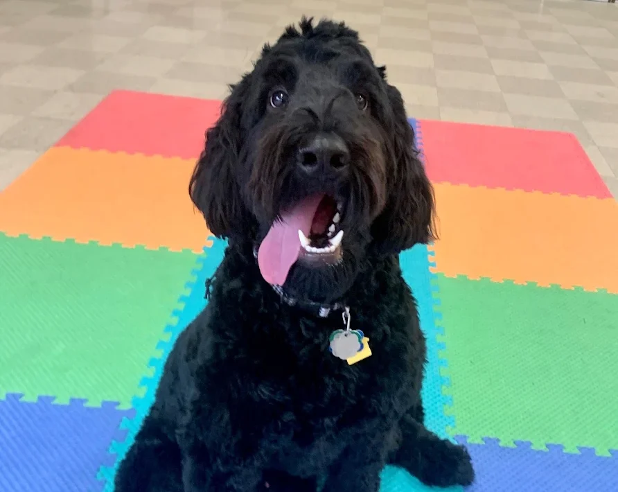 Black poodle with tongue out