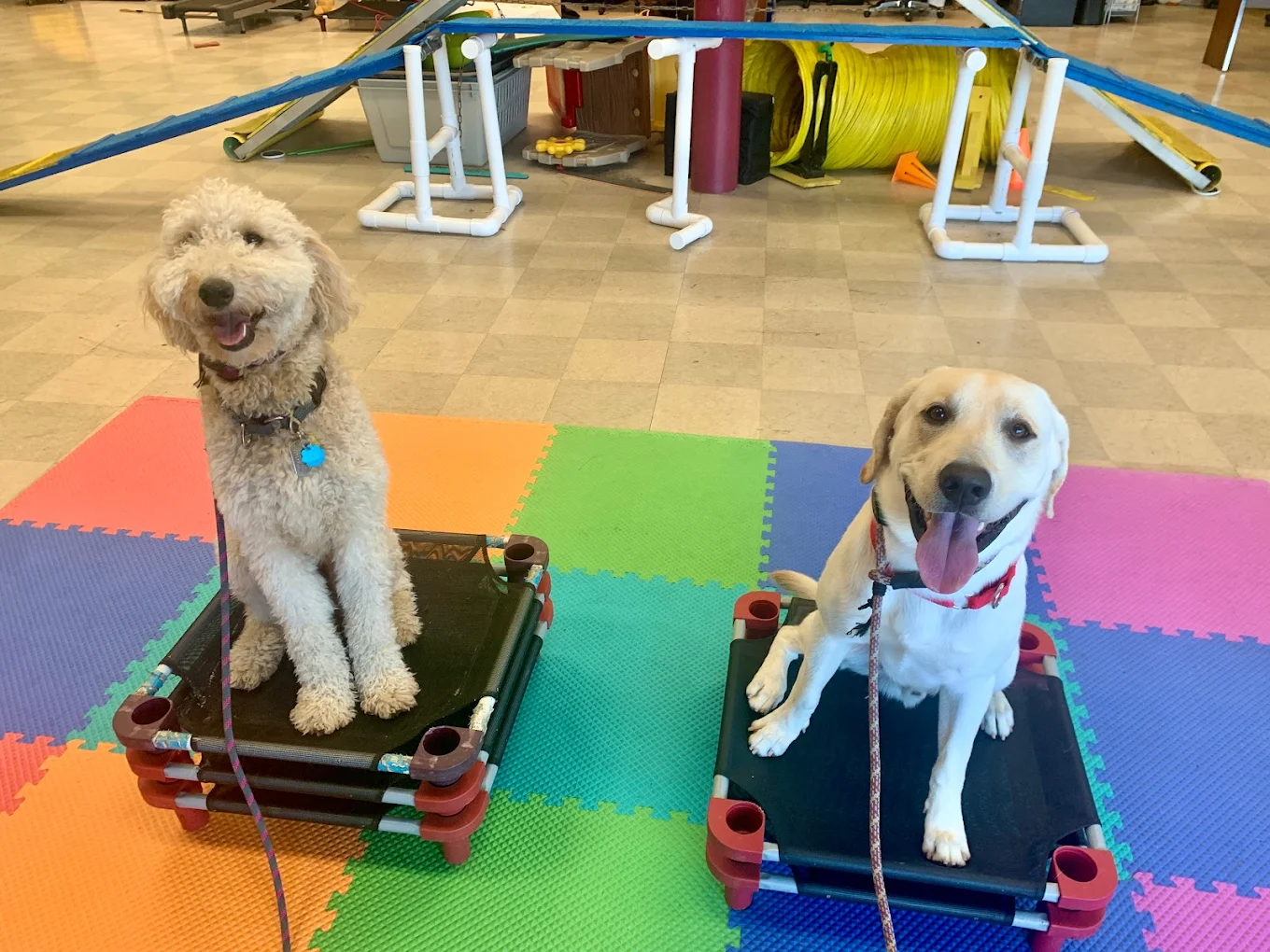 Two dogs placing on mat during group class
