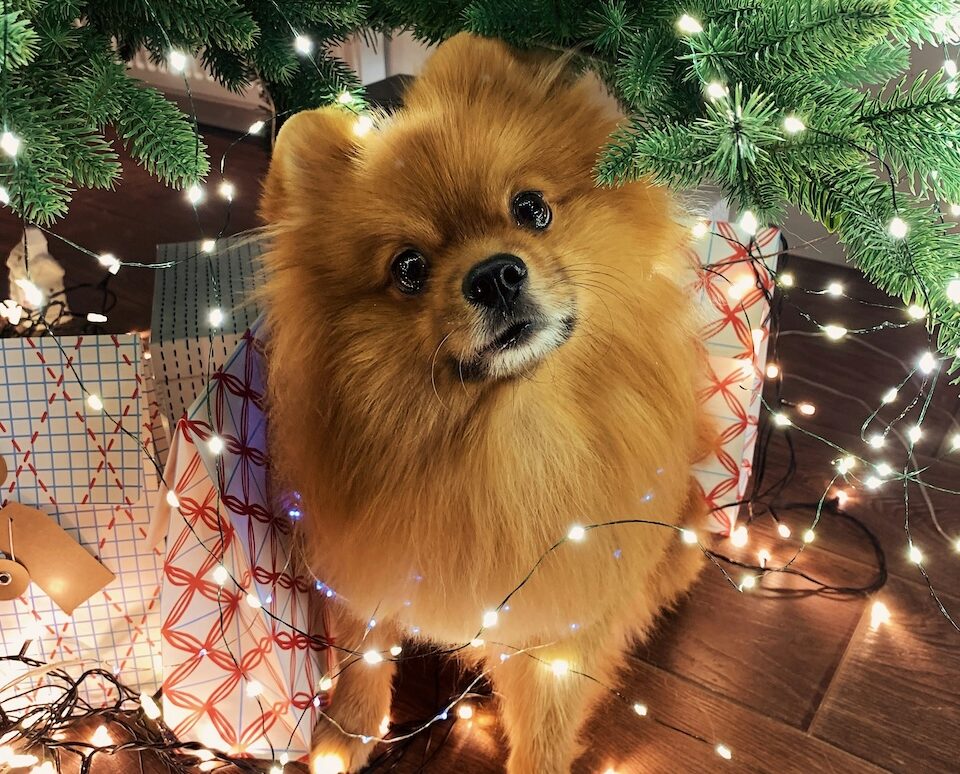 Pomeranian under Christmas tree with presents