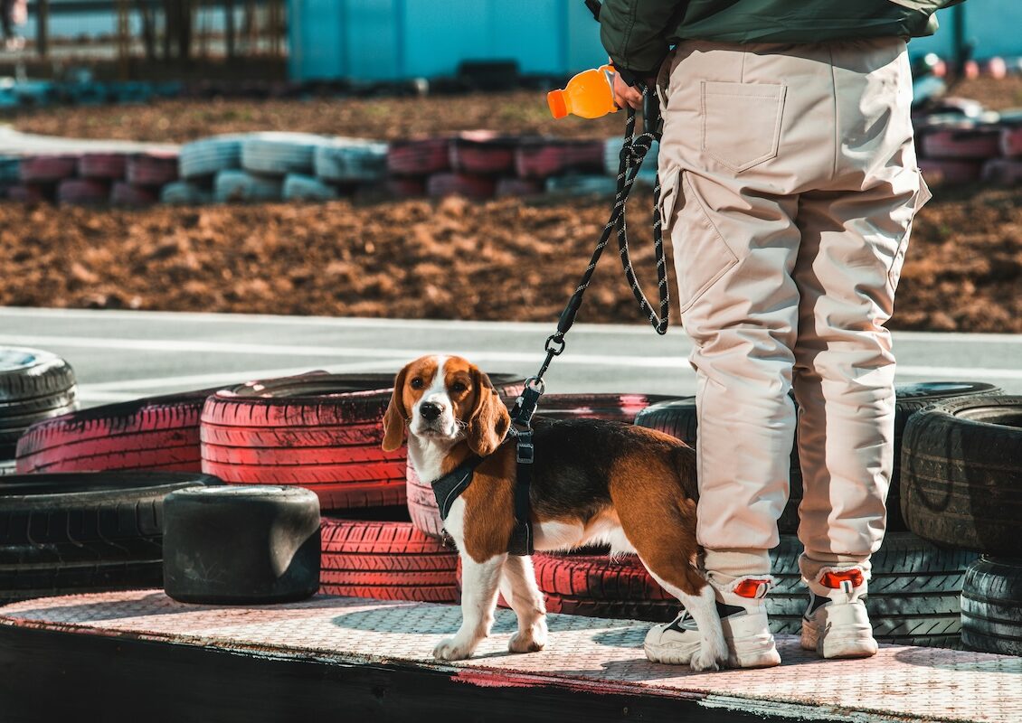 Dog outside on leash with owner